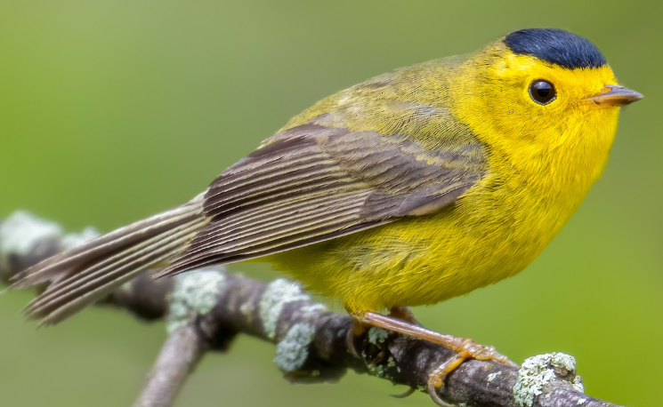 <p>What bird is this? </p>