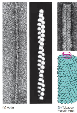 <p>Although composed of asymmetric polypeptides, proteins adopt many symmetrical patterns</p><p>ex.&nbsp;Helical Symmetry (Tobacco mosaic virus: protein subunits form a helical array about a helically coiled RNA)</p>