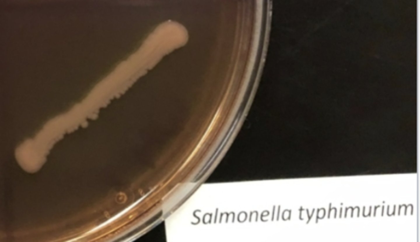 <p>not inhibited by CV/bile</p><p>- gram (-)</p><p>- noncoliform</p>