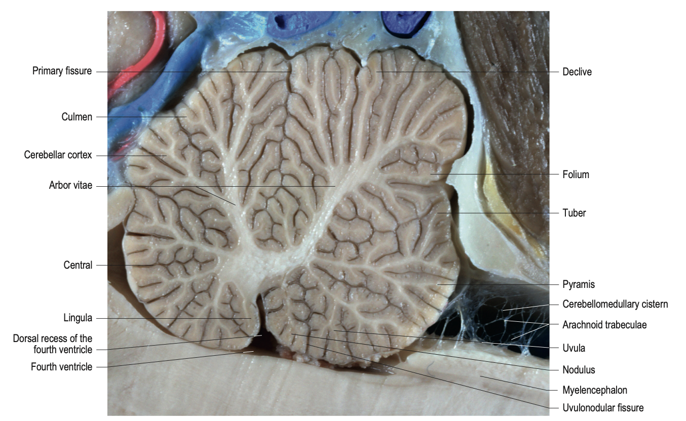 <p>Major branch of WM = <strong>Arbor vitae</strong> (see image)</p><p></p><p>GM = <strong>Cerebellar cortex</strong></p>