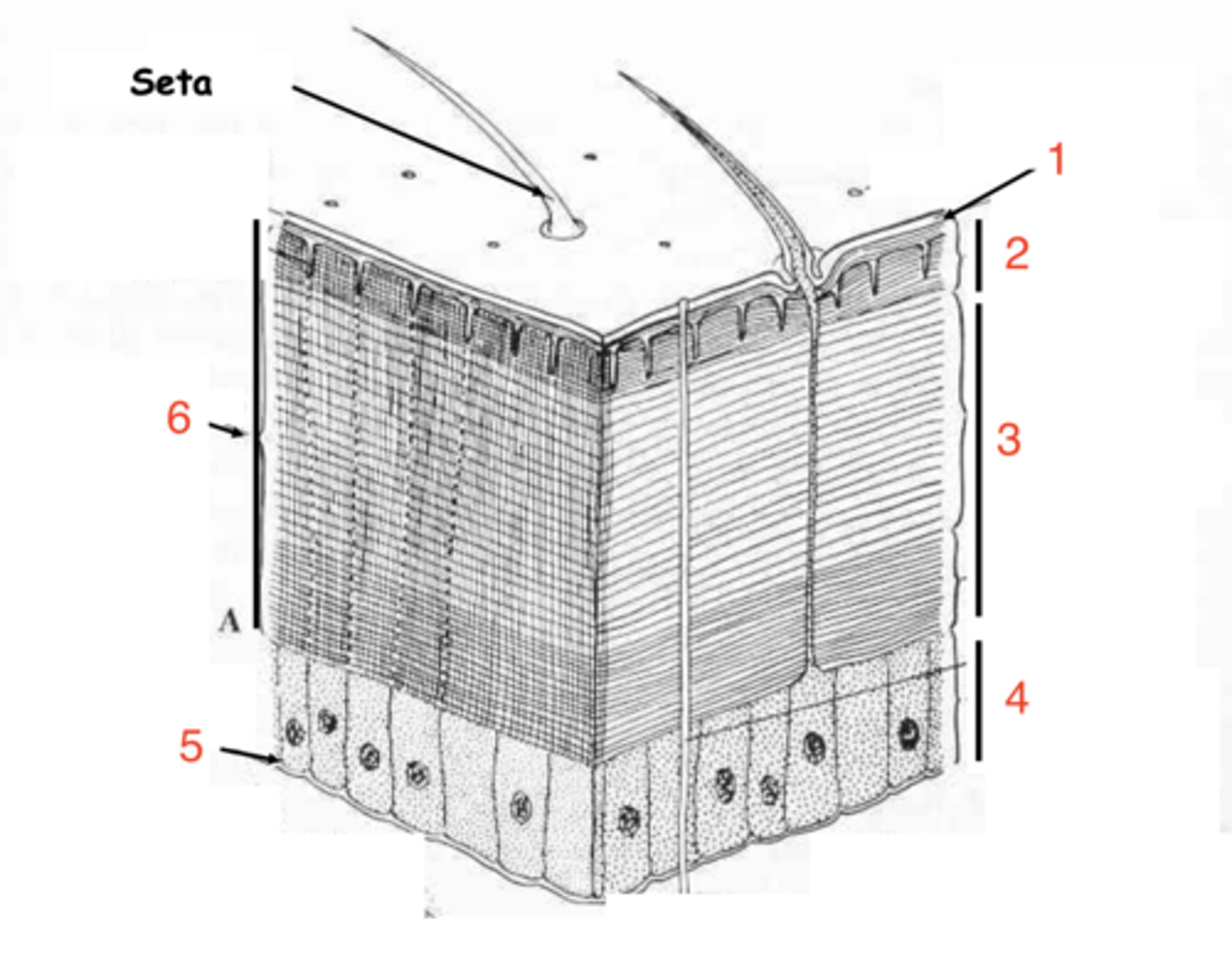 <p>what is layer 2?</p>