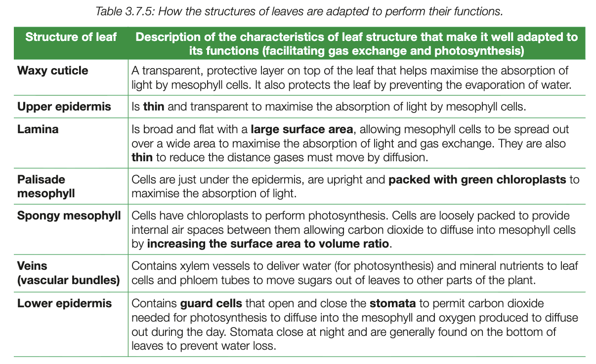 knowt flashcard image