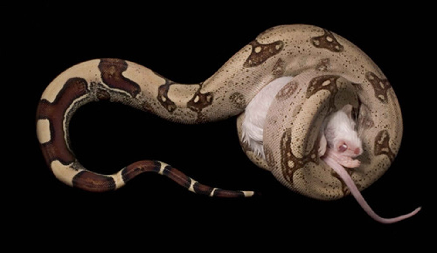 <p>winding around your prey and squeezing them to death</p>