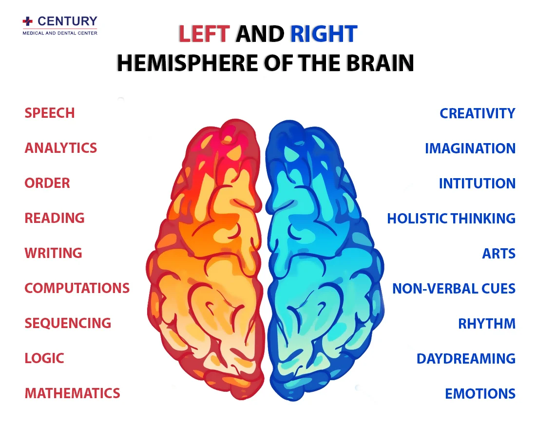 <p>The Logistical and Analytical Brain</p>