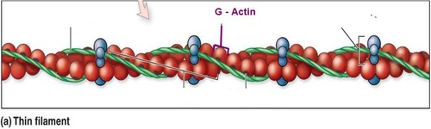 <p>G-actin</p>