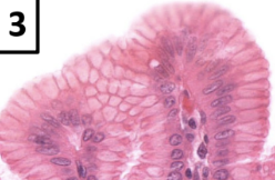 <ul><li><p>produce bicarbonate-rich mucous</p></li><li><p>protects stomach lining from HCl</p></li><li><p>(mucus produced by goblet cells in intestines)</p></li></ul><p></p>