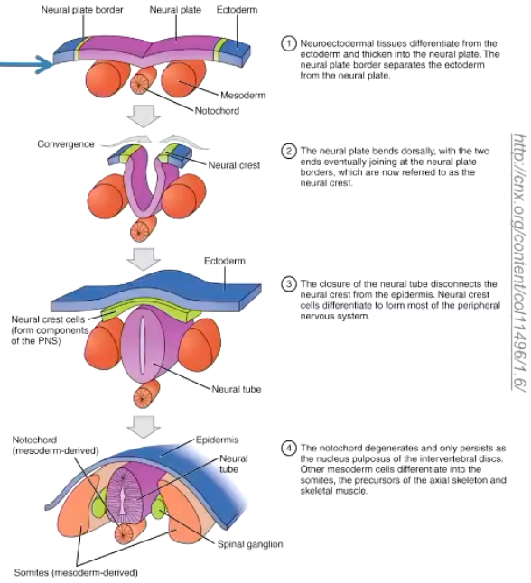 <ul><li><p>Separates from the non-neural ectoderm which grows over the dorsum of the tube to fuse along the midline</p></li><li><p>While this fusion and separation of ectodermal layers occurs, a longitudinal column of ectodermal epithelial cells arises from the neural folds (junction of non-neural and neural ectoderm) and separates from these two structures when the neural tube is formed (ectodermal cells are induced to develop mesenchymal features).</p></li><li><p> These two bilateral columns, situated dorsolateral to the neural tube throughout its length, are the neural crest.</p></li></ul><p></p>
