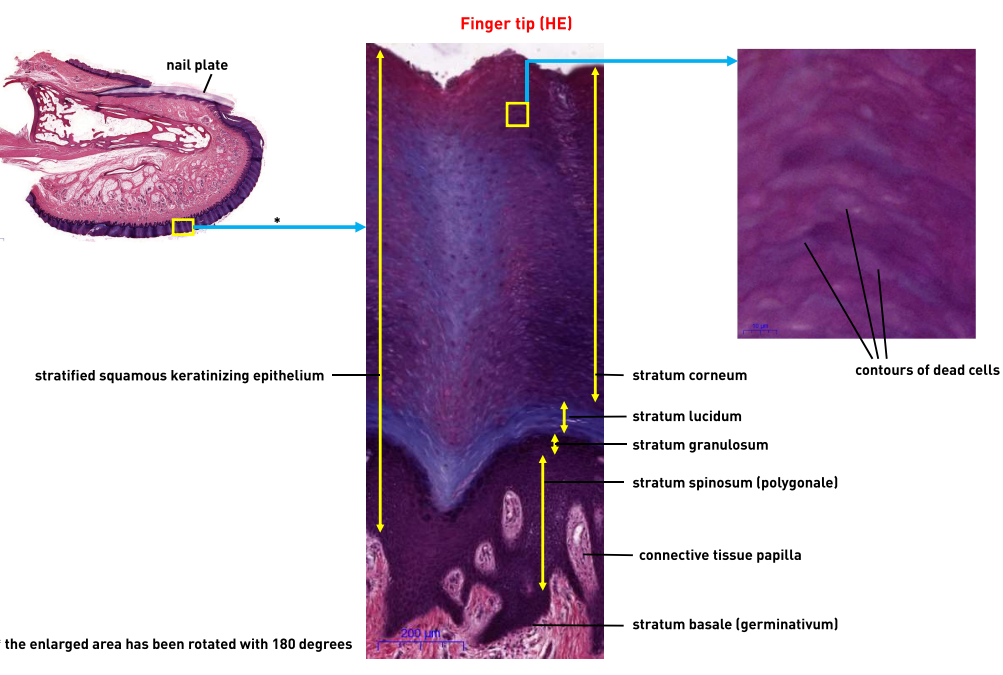 <p>What are the layers of this epithelium?</p>