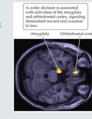 <p>When buying expensive item</p><ul><li><p>Increase activation of <strong>prefrontal cortex</strong> during view &gt; buy product</p></li><li><p>Increase activation of <strong>Insula, amygdala and orbits frontal </strong>cortex during viewing &gt; decide not to buy</p></li></ul>