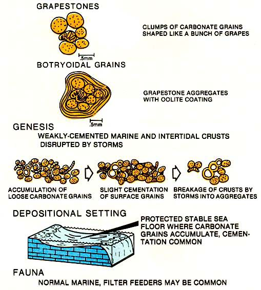 <p>Lightly cemented together in point to point contact in the depositional environment. These grains are then broken up by storm movements into circular chunks</p>