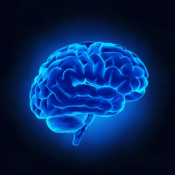 Part of the forebrain, the outer layer of the brain, responsible for the most complex mental functions, such as *thinking and planning.*