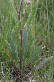 <p><span>Herbaceous perennial with hairy green leaves and large, daisy-like flowers in red, orange, and yellow. Used ornamentally.</span></p>