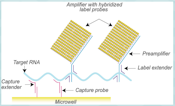 <ol type="1"><li><p><span>Short oligo probe captures target nucleic acid onto solid surface</span></p></li><li><p><span>Extender probes bind to target</span></p></li><li><p><span>Multiple reporter probes bind to extender probes--reporter probes bound to alkaline phosphatase labeled nucleotides</span></p></li><li><p><span>Dioxetane (alk phos substrate) added, reaction produces light</span></p></li></ol><p></p>