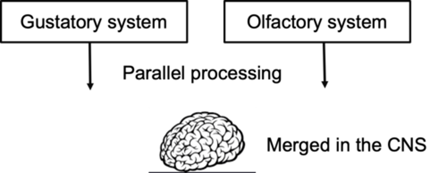 <p>What are the functions of the chemical senses?</p>