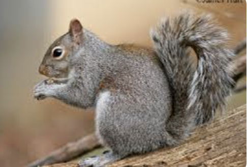 <p>Squirrels</p>