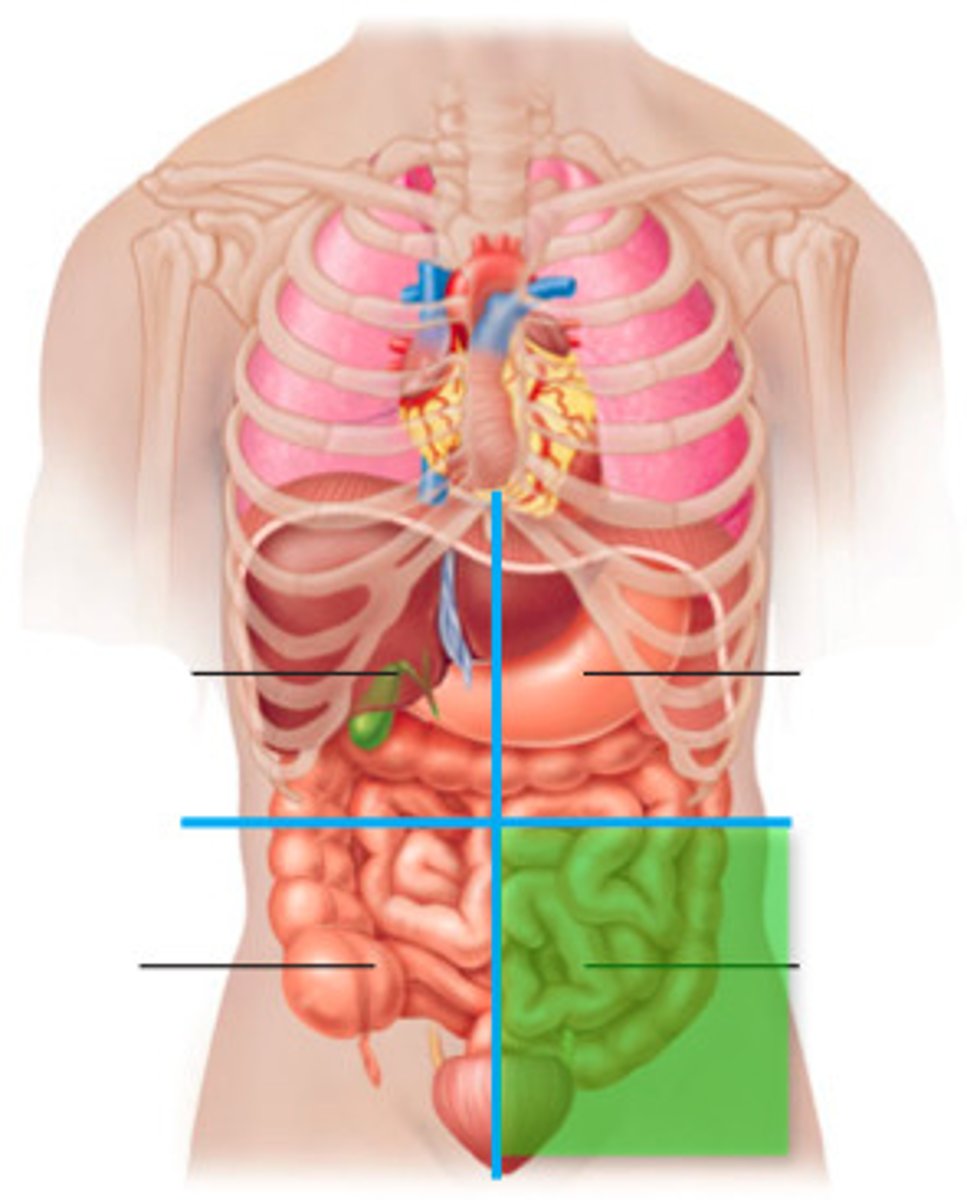 <p>contains parts of the small and large intestines, left ovary, left fallopian tube, left ureter</p>