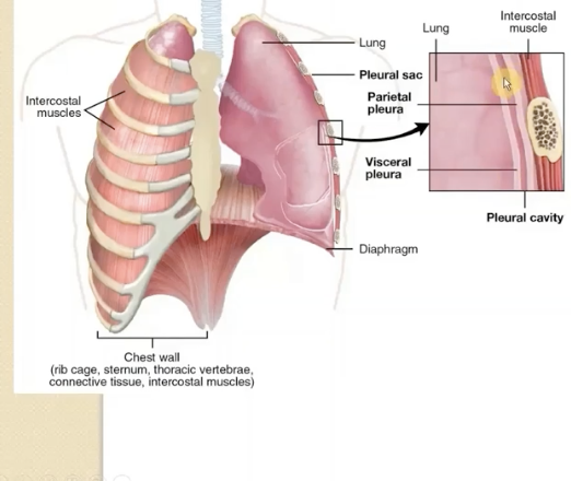 <p>the Pleural cavity (pleural sac)</p>