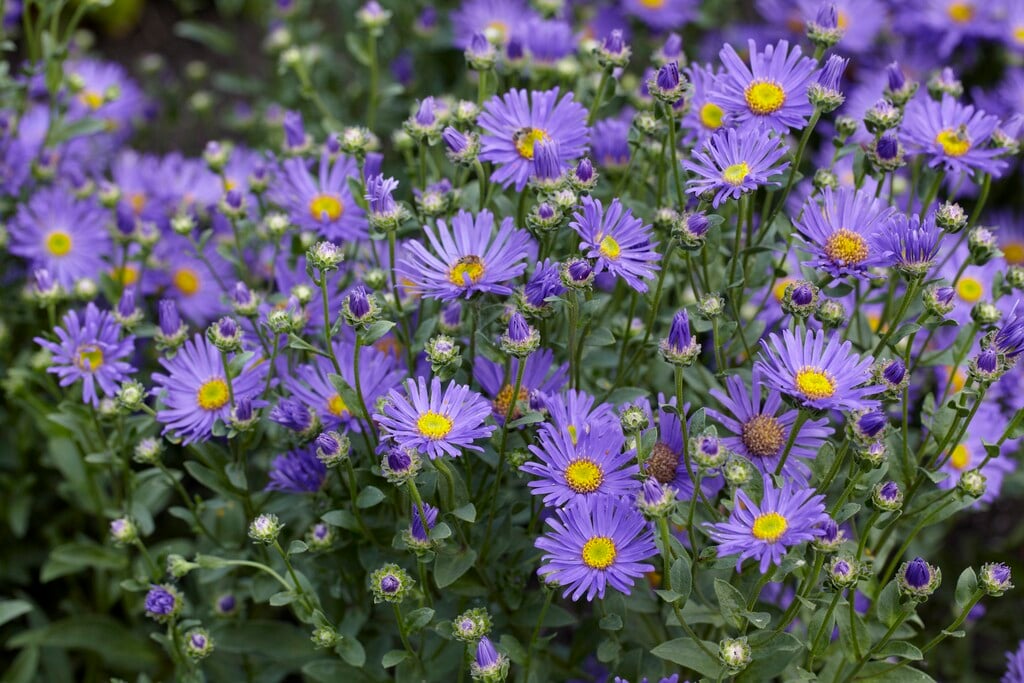 <p>Height: 2-2.5 ft (60-75 cm) tall and wide</p><p>Leaves: Rough, hairy, lanceolate leaves that are medium to deep green</p><p>Flowers: Daisy-like flowers with purple rays and yellow centers</p><p>Flowering period: Late summer to early autumn to frost</p>