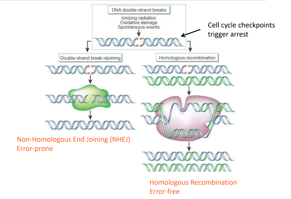 <p>non-homologous end joining (NHEJ)</p>