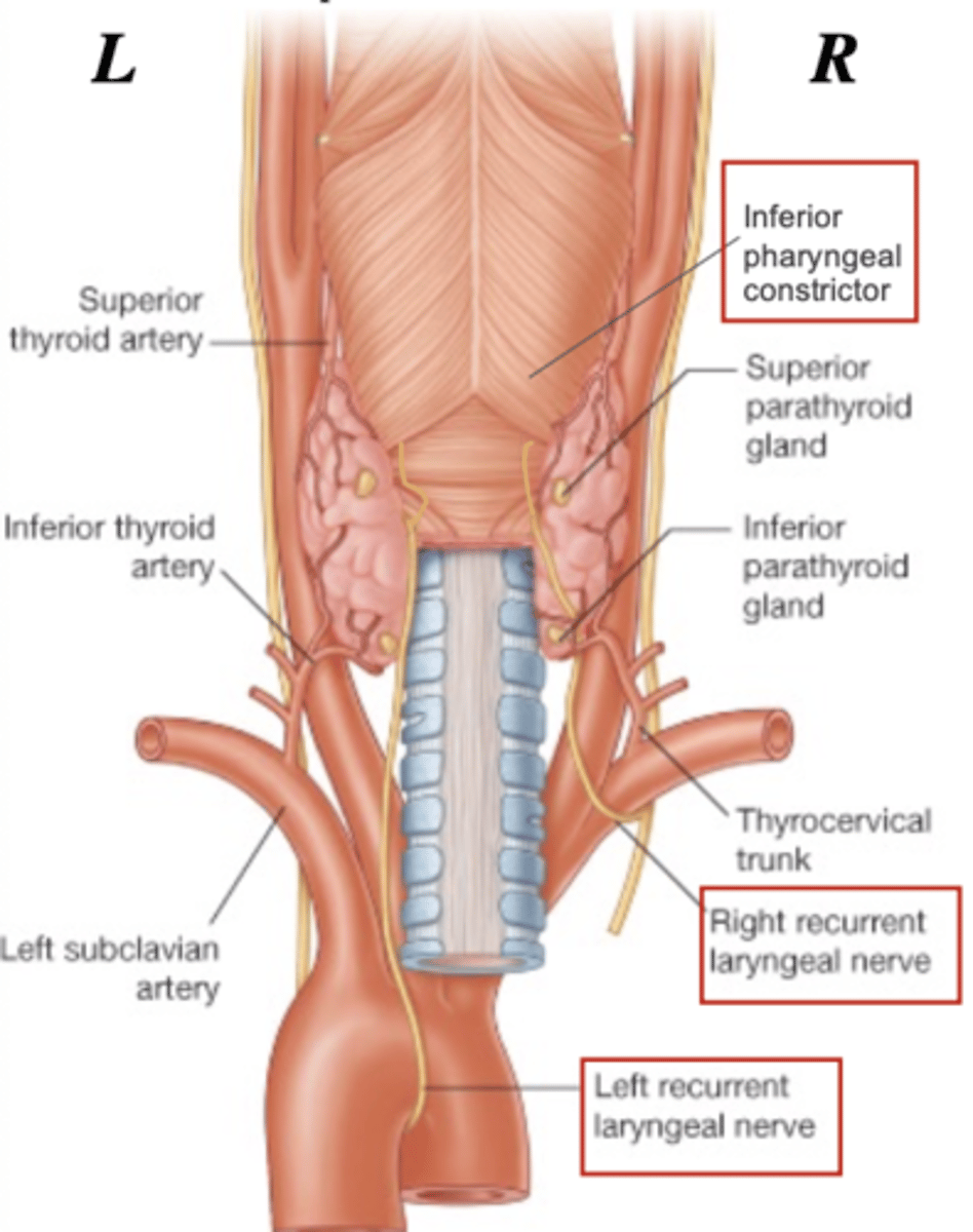 <p>LEFT recurrent laryngeal nerve</p>