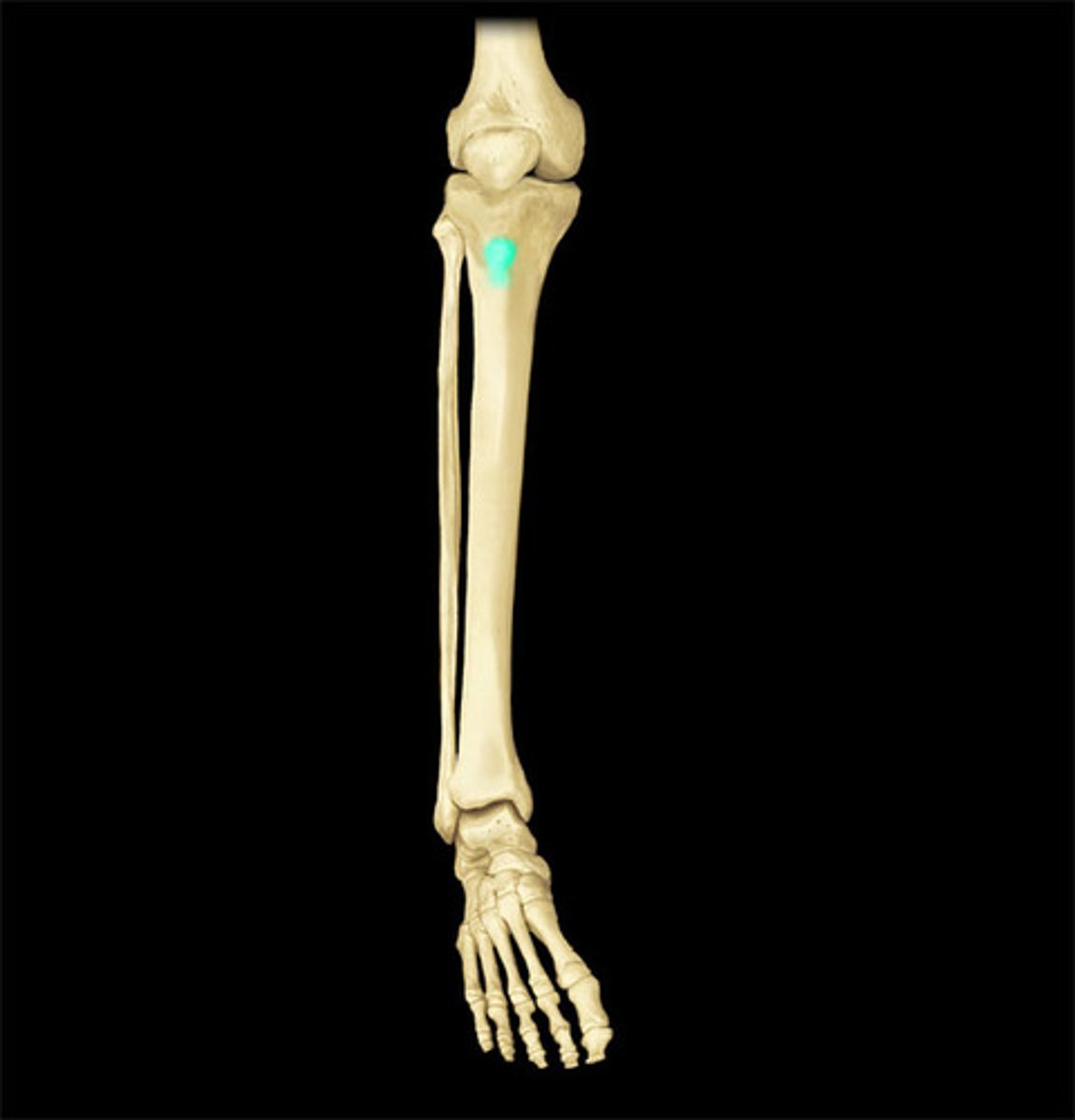 <p>Rectus femoris attachments (origin and insertion (photo))</p>