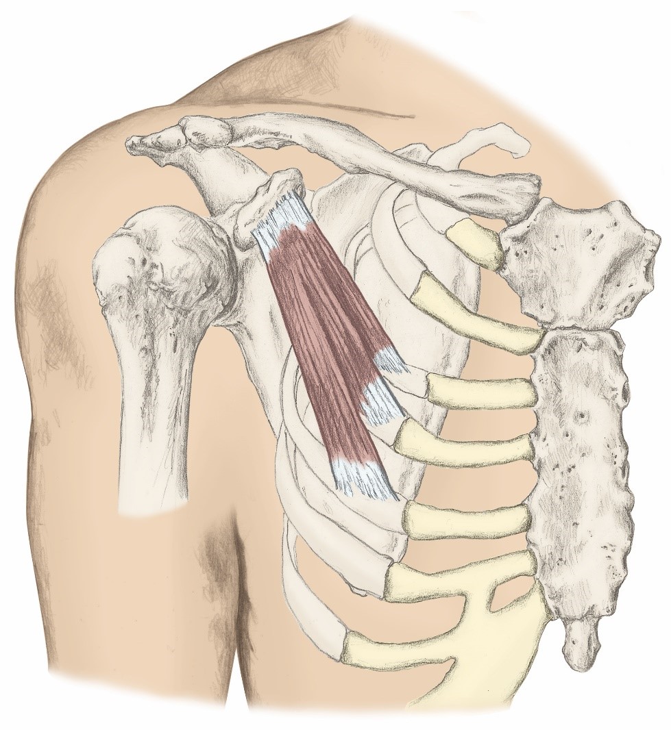 <p>O- Anterior Ribs (3-5)</p><p>I- Coracoid Process of the scapula</p><p>A- Scapula depression, downward rotation, &amp; protraction</p>