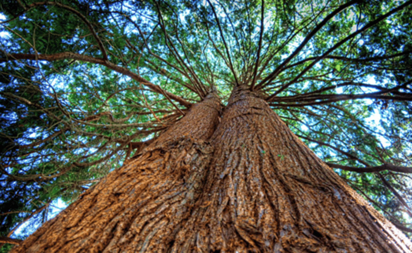 <p>More expensive than pine but not as strong</p>