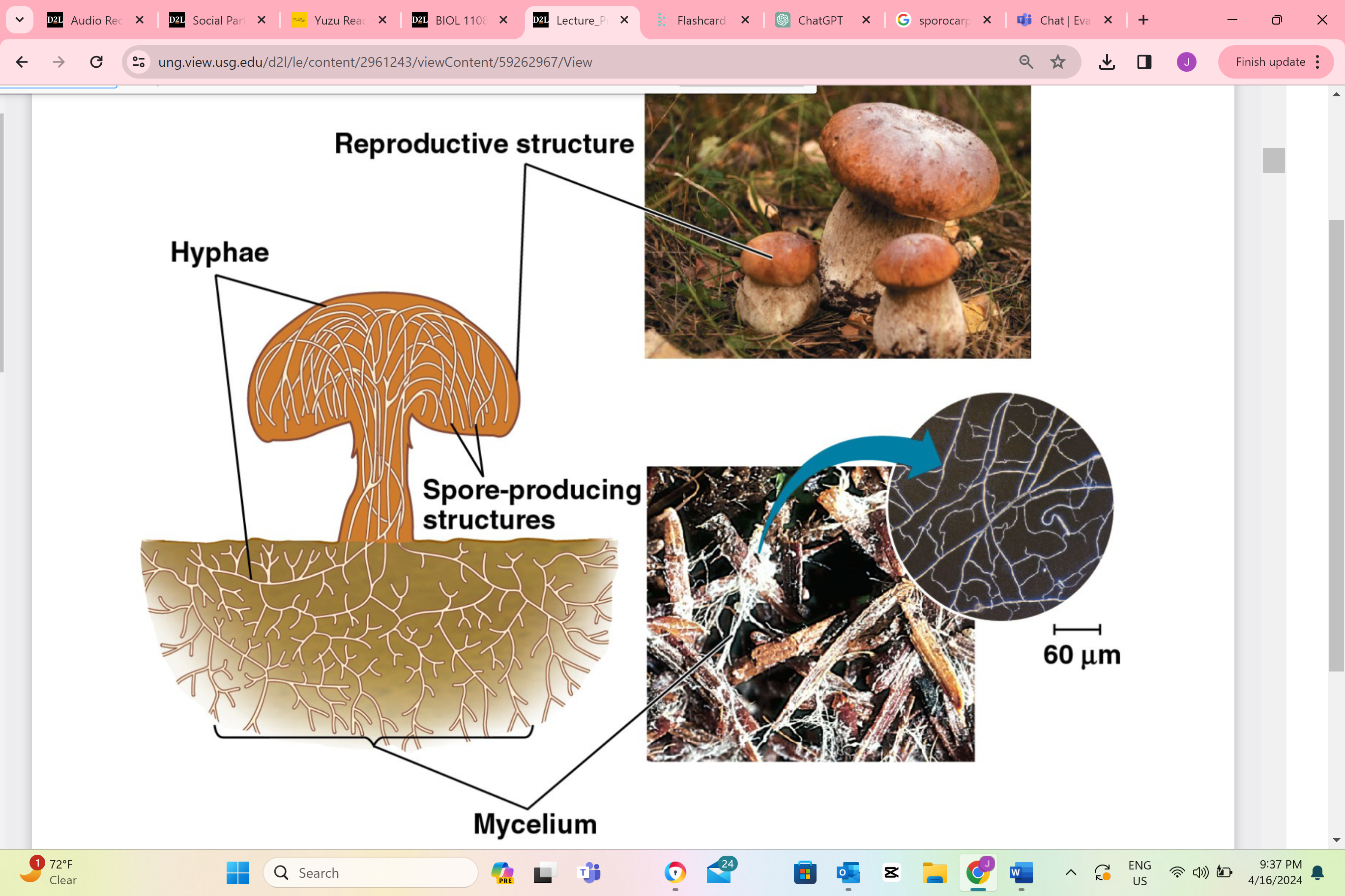 <p>Name the type of cell division that occurs in this structure to make reproductive cells.</p>