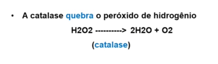 <p>b) Contêm a enzima catálase.</p><p>A enzima catalase é responsável por decompor péroxido de hidrogénio.</p><p>Os peroxissomas servem funções como síntese e decomposição de lípidos.</p>