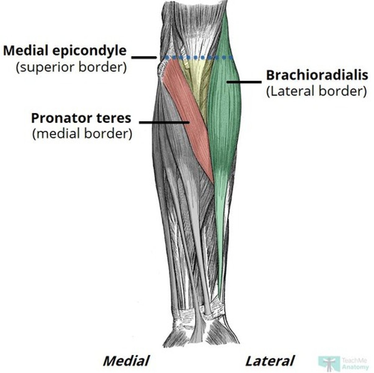 <p>Located on the medial side of the distal humerus and is the origin of muscles that flex the wrist and fingers.</p>