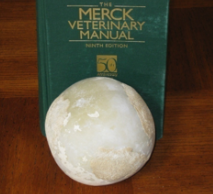 <p><span style="background-color: transparent;">Enterolithiasis</span></p>