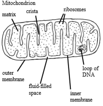 <ul><li><p>double membrane&nbsp;</p></li><li><p>inner membrane folded to form cristae</p></li><li><p>the space in between the cristae is called the matrix and is filled with fluid&nbsp;</p></li><li><p>the mitochondrion contains ribosomes (70S, smaller) , DNA and enzymes</p></li></ul><p></p>