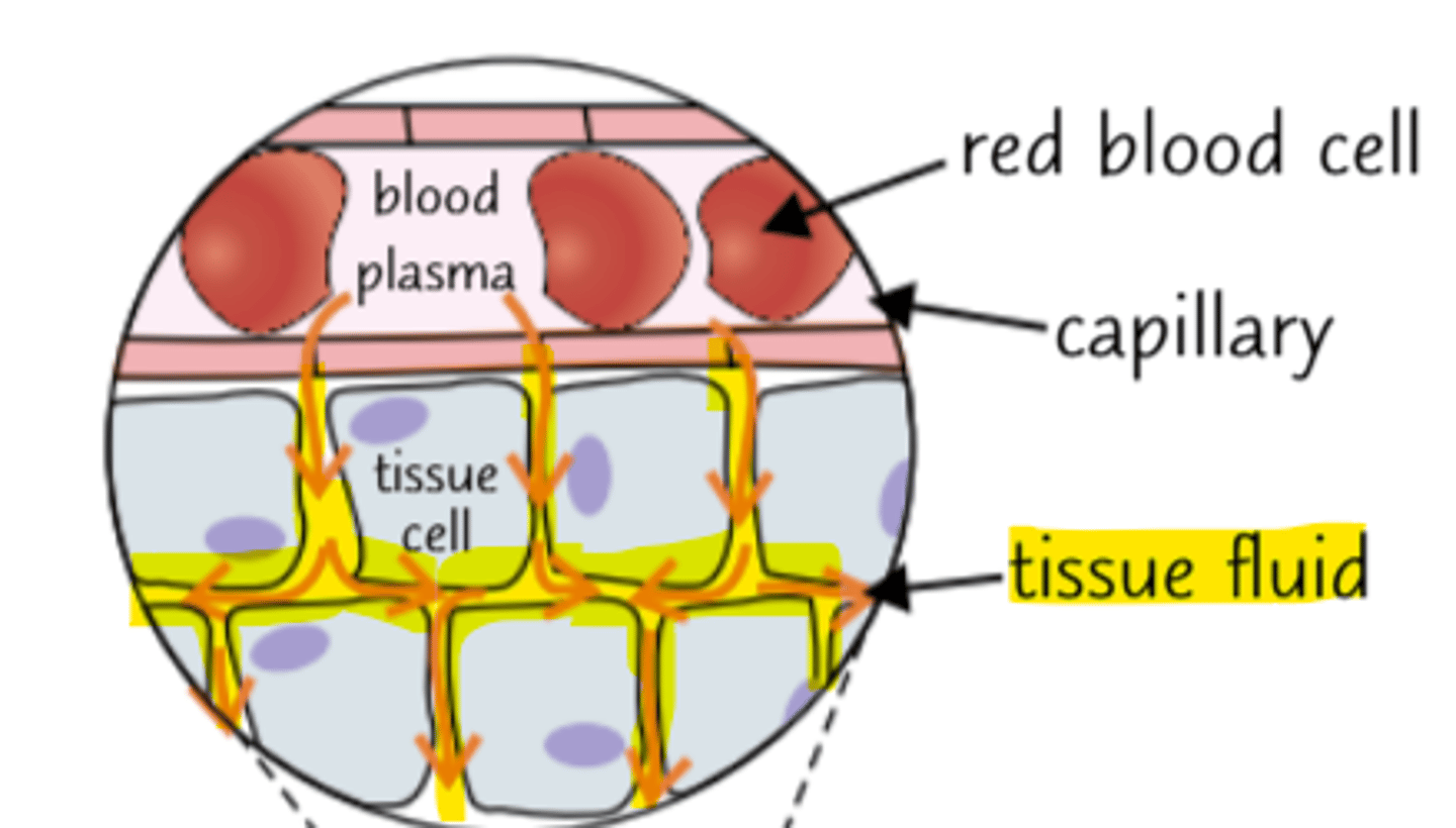 <p>● A watery substance containing glucose, amino acids, oxygen, and other nutrients.</p><p>● It supplies these to the cells, while also removing any waste materials.</p>