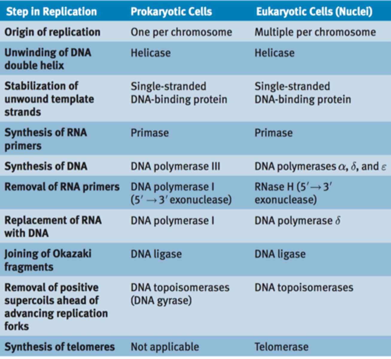 <p>Bi-directional, semiconservative replication</p>