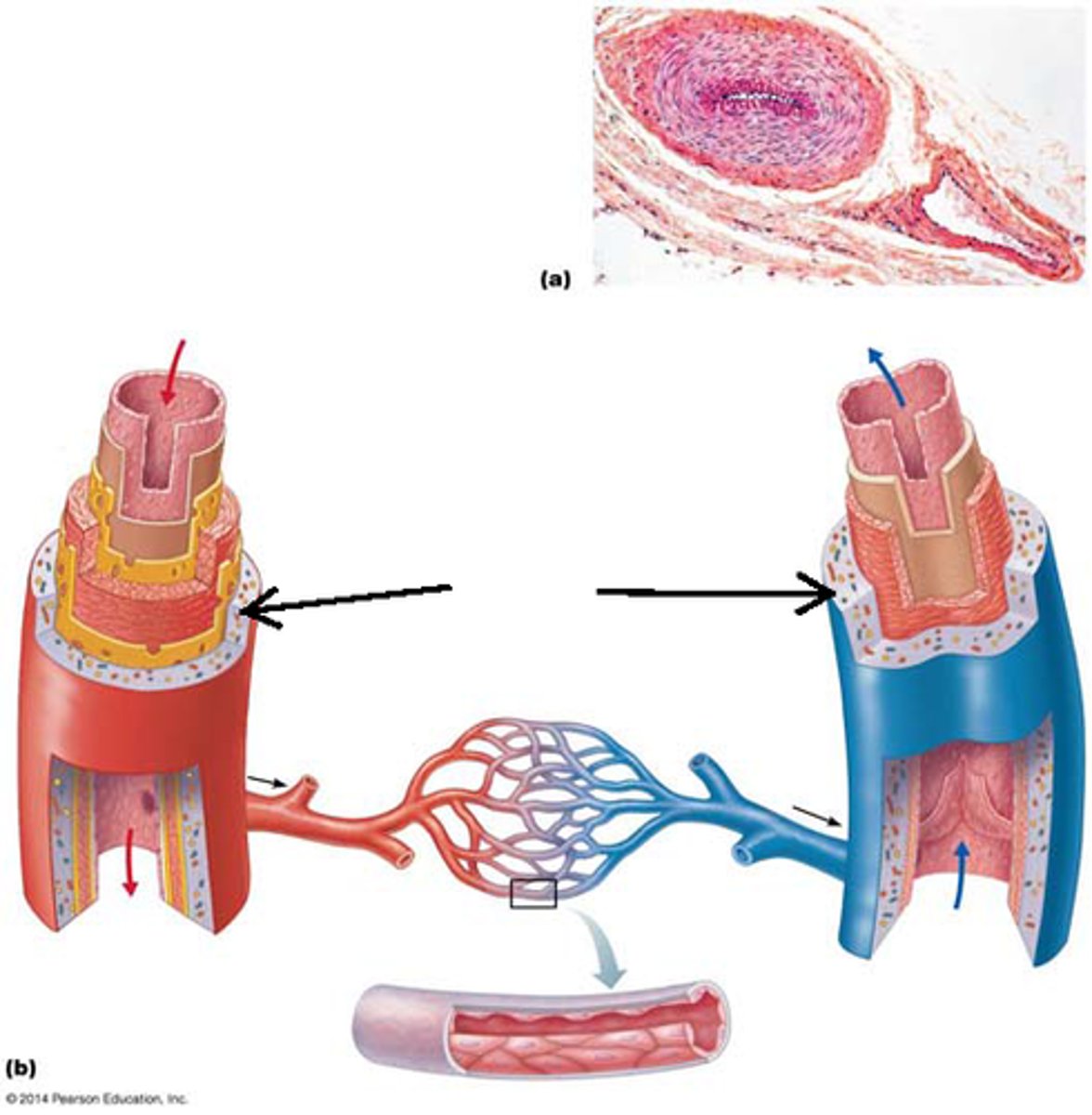 <p>elastic artery, muscular artery, arterioles, capillaries, venules, veins.</p>