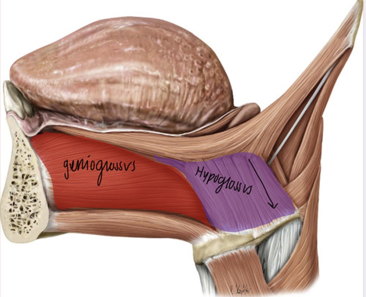 <p>hypoglossus</p>