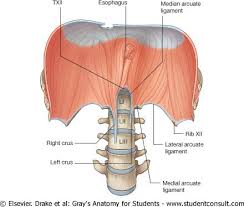 <p>Extend bellow the diaphragm and connect it to the vertebral column</p>