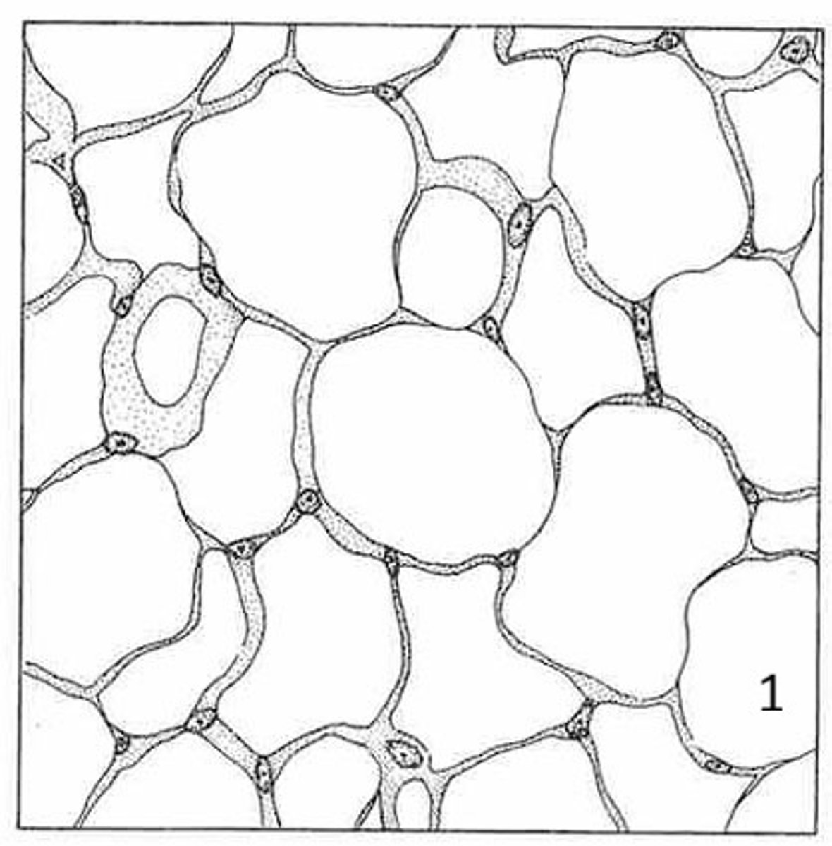 <p>what is the name of this tissue?</p>