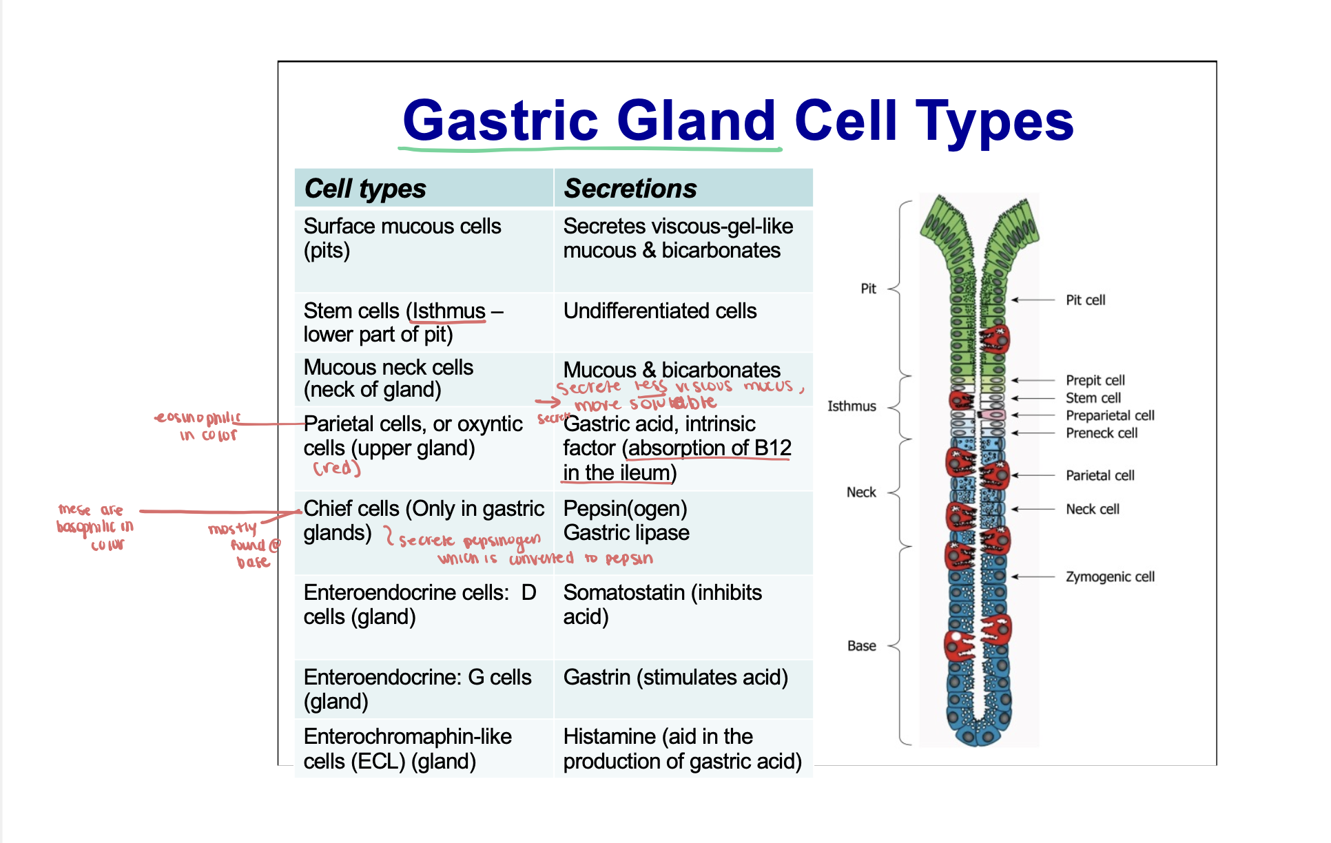 knowt flashcard image