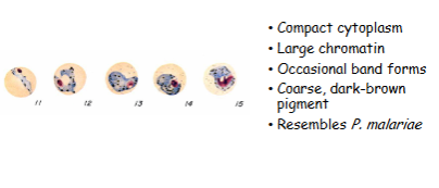 <p>What is the genus, species, and stage of this parasite?</p>