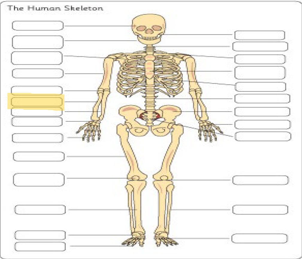 <p>What is this Bone?</p>