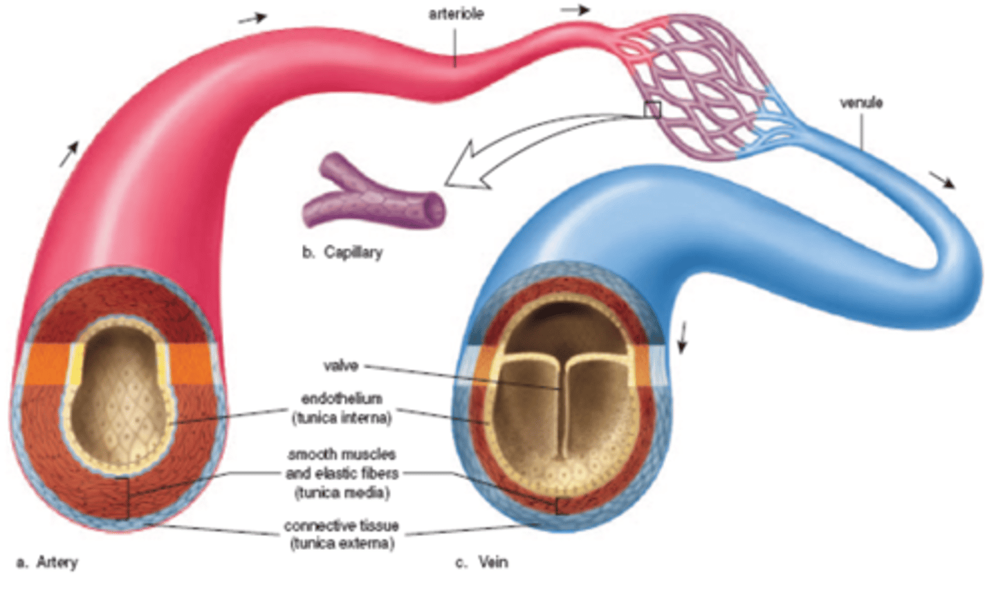 <p>arteries have thicker walls</p><p>-Due to higher pressure</p>