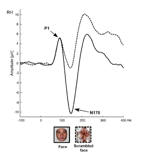 <ul><li><p>1: P1</p></li><li><p>2: N170</p></li></ul><p></p>