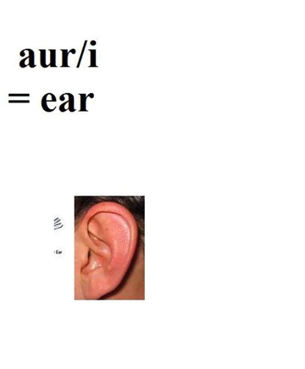<p>ear</p>