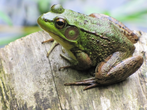<p>Green Frog</p>