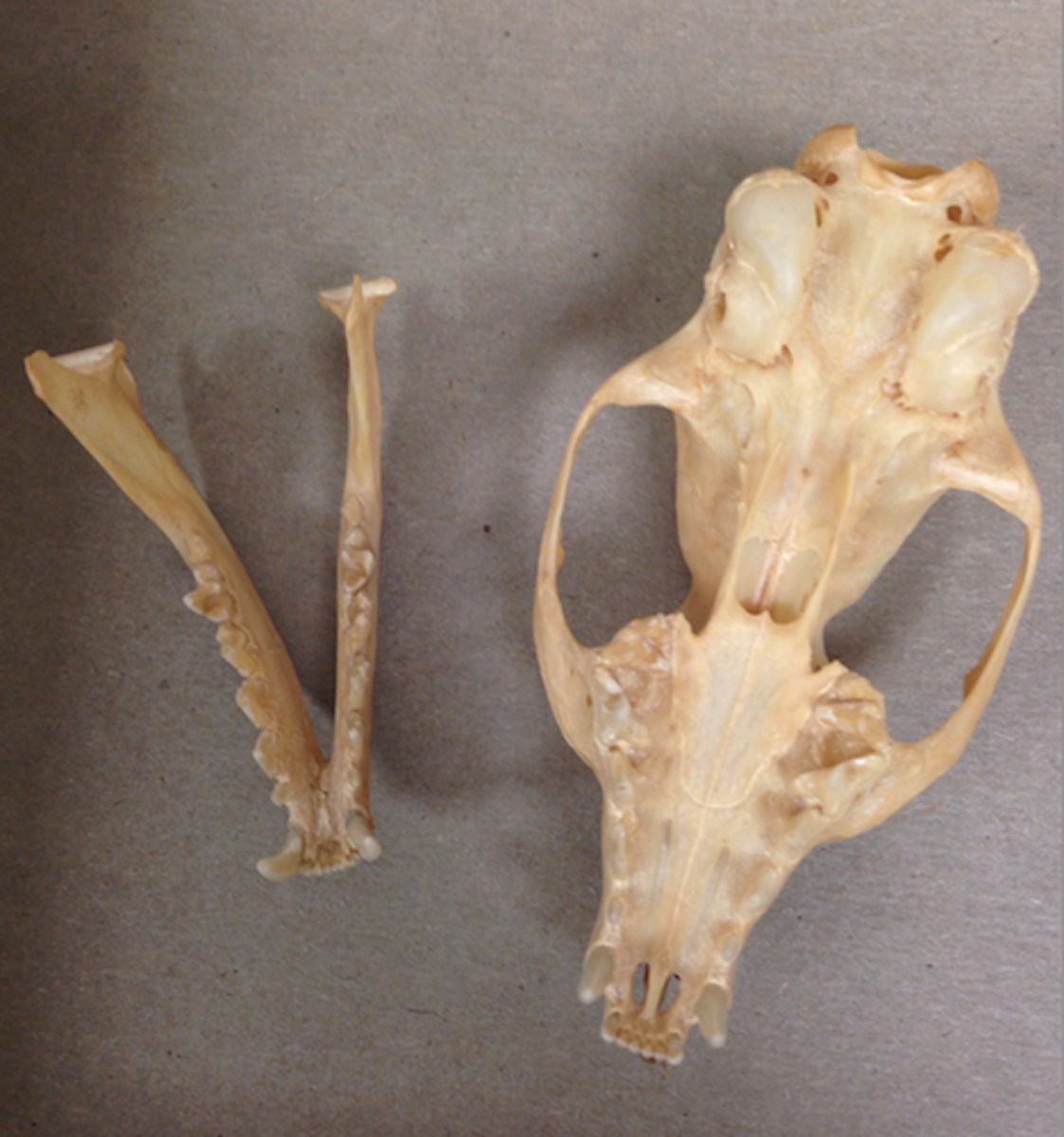 <p>What is the clade, order and family?</p>