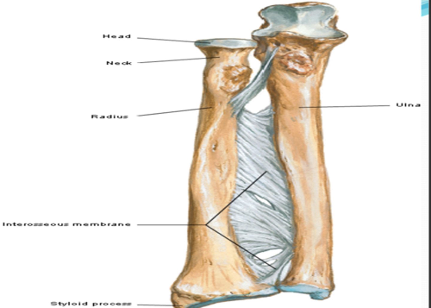 <p>Head, neck, shaft, ulnar notch, radial styloid process</p>