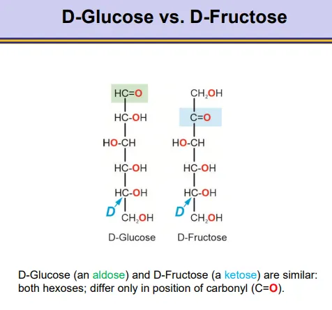 <ul><li><p>they are very similar, just with the carbonyl in a different position</p></li></ul><ul><li><p>glucose is an aldose, and fructose is a ketose</p></li></ul><p></p>