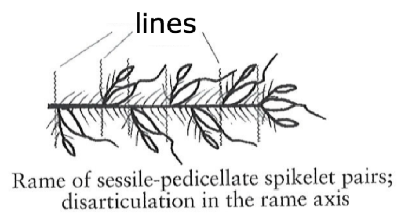 <p>what are the lines in this picture?</p>