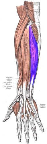 <p>extensor carpi ulnaris</p>